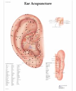 3B Scientific VR1821L Glossy UV Resistant Laminated Paper Ear Acupuncture Anatomical Chart, Poster Size 20" Width x 26" Height 3B Scientific VR1821L Glossy UV Resistant Laminated Paper Ear Acupuncture Anatomical Chart, Poster Size 20" Width x 26" Height