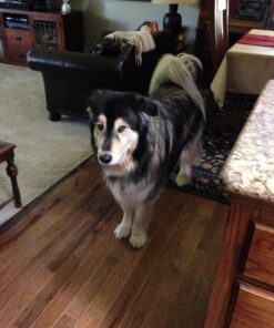 Kingdom Pets Filler Free Duck Jerky & Sweet Potato Twists, Premium Treats for Dogs, 48-Ounce Bag 24 71SpToy4MwL