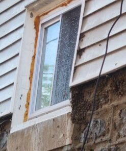 Mighty Mint Insect & Pest Control Peppermint Concentrate 8 oz - Makes 1 Gallon - Plant-Based Formula Kills and Prevents Spiders, Ants, Flying Insects, and More 34 71SrTi1sqgL