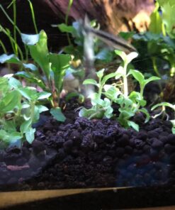 Staurogyne Repens Tissue Cultured - Foreground Aquarium Plant 40 71SyJJetTaL