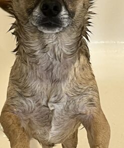 Veterinary Formula Clinical Care Hot Spot & Itch Relief Medicated Shampoo for Dogs and Cats 16oz – Helps Alleviate Sensitive Skin, Scratching, and Licking of Coat 34 71T 9jSwPEL