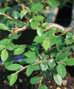 Brussel's Live Chinese Elm Outdoor Bonsai Tree - 5 Years Old; 6" to 8" Tall with Decorative Container Small CERAMIC POT 40 71T2rQ JfuL