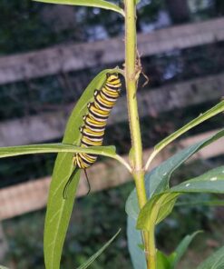 Seed Needs, Pink Swamp Milkweed Seeds for Planting (Asclepias incarnata) Heirloom, Open Pollinated & Untreated, Attracts Monarch Butterflies (2 Packs) 2 Packs (200 Seeds) 34 71T40 MREmL 1