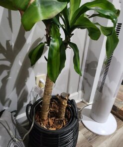 Nearly Natural - 6584 62in. Corn Stalk Dracaena Silk Plant (Real Touch), 24" x 28" x 62", Green artificial plant 42 71T6JpfRSL