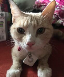 Tile Mate (2016) - 4 Pack - Discontinued by Manufacturer 42 71T854RpExL