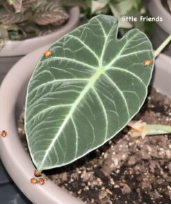 1500 Live Ladybugs - Good Bugs - Ladybugs - Guaranteed Live Delivery! 27 71TBpwp9PL