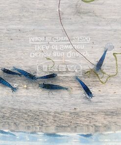 Blue Velvet Shrimp - Live Shrimp for Freshwater Aquariums or Tanks - Live Arrival Guarantee (10 Shrimp) 10 Shrimp 45 71TCUdbdM6L