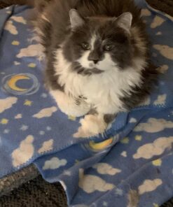 Sheba Wet Food PERFECT PORTIONS Paté Adult Wet Cat Food Trays (24 Count, 48 Servings), Delicate Salmon Entrée, Easy Peel Twin-Pack Trays , 1.32 Ounce (Pack of 48) 1.32 Ounce (Pack of 48) 40 71TFJOppdvL