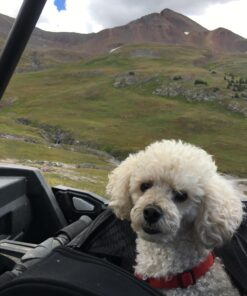 Pet Gear I-GO2 Roller Backpack, Travel Carrier, Car Seat for Cats/Dogs, Mesh Ventilation, Included Tether, Telescoping Handle, Storage Pouch 22.0"L x 13.5"W x 16.0"H 57 71TFg5xYuZL