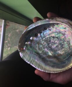 Vrinda ®Abalone Shell and 6'' Wooden Tripod Stand 35 71TFnzZIkAL