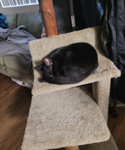 Dr. Elsey's Premium Clumping Cat Litter | Ultra Scented | 99.9% Dust-Free, Low Tracking, Hard Clumping, Superior Odor Control, Natural Ingredients & Moisture-Activated Scent 40 Lb / 18.14 Kg 28 71TH53tllEL