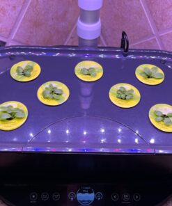 Aerogarden Salad Greens Seed Pod Kit with Red, Green, Romaine and Butter Leaf Lettuce, Liquid Plant Food and Growing Guide (9-Pod) 9-pod 25 71THY0sw29L