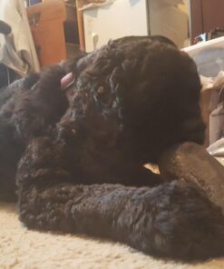 Pawstruck Natural Cow Hooves for Dogs - Made in The USA Long Lasting Beef Hoof Dental Treat Chews - No Artificial Preservatives - 10 Count - Packaging May Vary 46 71TJvyOOpDL