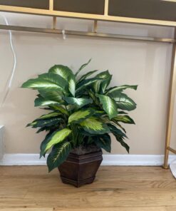 Nearly Natural Triple Golden Dieffenbachia with Wood Vase, Green, 20" x 18" x 22" 48 71TLEyxAEcL