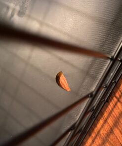 MidWest Homes for Pets Large Dog Crate | MidWest Life Stages Double Door Folding Metal Crate | Divider Panel, Floor Protecting Feet, Leak-Proof Pan | 42L x 28W x 31H Inches For Large Dog Breed 42.0"L x 28.0"W x 30.0"H Lifestages; Double Door 46 71TLh1ekL