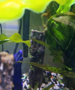 SunGrow Cholla Wood, 5” Climbing Logs, Chew Toy, Aquarium Fish, Snail & Shrimp Driftwood, Décor Adds Raw Beauty, 3 Pack (3 Pieces, 5 inches) 44 71TLxMi4FxL 2