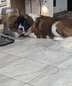 Petmate Pet Cafe Feeder Dog and Cat Feeder Pearlescent Colors 3 Sizes, Made in USA 6 lb. Pearl Tan 40 71TMiRwHGL