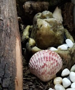 Exo Terra Reptile Fountain,Brown 10 71TMoPIsIUL