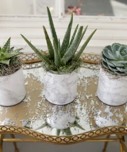 Espoma Organic Cactus Potting Soil Mix, Natural & Organic Soil for Cactus, Succulent, Palm, and Citrus grown in containers both indoors and outdoors, 4 qt, Pack of 1 4 Quart 27 71TODRFT7dL