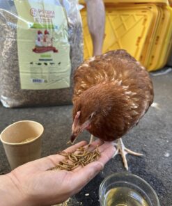 Hatortempt 10lbs Bulk Dried Mealworms - Premium Non-GMO Organic Chicken Feed, Nutritious High Protein Meal Worms- Food and Treats for Laying Hens, Wild Birds, Ducks, Reptiles, Fish, Hedgehogs, Turtles 10 Pound (Pack of 1) 31 71TPVTnbZL