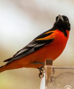 Large Clear Window Bird Feeder - Extended House with Strong Suction Cups - Steel Perch Sliding Feed Seed Tray - See Through Transparent Big Birdhouse - Wild Finch, Cardinal, Blue Jay - Cool Cat Gift 70 71TSxNP6ulL