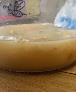 Jun Kombucha Starter Culture - USDA Certified Organic Jun SCOBY & Starter Tea - Makes 1 Gallon - Brewed with Organic Green Tea & Honey - Brew Jun Tea! 39 71TV9MiuQNL