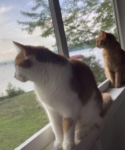 Sheba Wet Food PERFECT PORTIONS Paté Adult Wet Cat Food Trays (24 Count, 48 Servings), Delicate Salmon Entrée, Easy Peel Twin-Pack Trays , 1.32 Ounce (Pack of 48) 1.32 Ounce (Pack of 48) 33 71TWxW2AynL