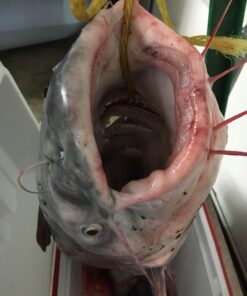 Ugly Stik GX2 Spinning Reel and Fishing Rod Combo 40 Size Reel - 6'6" - Medium Heavy - 1pc 43 71Tg30Hd LL