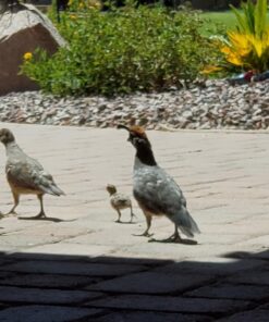 Manna Pro Gamebird Showbird Crumbles|Formulated for birds with Vitamins & Minerals|5 Pounds 5 Pound (Pack of 1) 41 71TgMfU3m7L 2