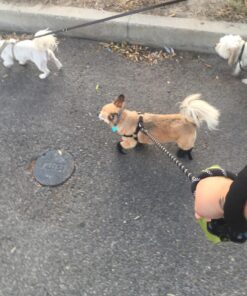 Hipaw Summer Breathable Dog Boots Nonslip Sole Paw Protector for Hardwood Floor Small ( Insole: 2.15"W ) Black 20 71ThrleuARL