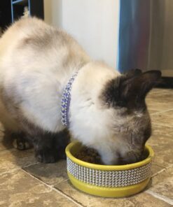 Hill's Science Diet Dry Cat Food, Adult 11+ for Senior Cats, Chicken Recipe, 15.5 lb. Bag 15.5 Pound (Pack of 1) 42 71TlSo4OjiL