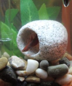 Penn-Plax Deco-Replicas Granite Aquarium Ornament & Hideaway – Realistic Stone Appearance – Safe for Freshwater and Saltwater Tanks – Small Size, White (RR1071) 27 71To8fF4d7L