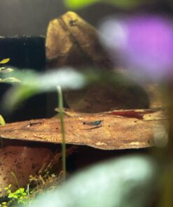 Blue Velvet Shrimp - Live Shrimp for Freshwater Aquariums or Tanks - Live Arrival Guarantee (10 Shrimp) 10 Shrimp 29 71Tqddh1o1L