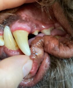 Proden PlaqueOff Dental Care for Dogs and Cats, 180gm 35 71TskD tGbL