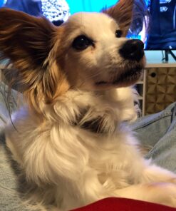 Purina Pro Plan Senior Dog Food With Probiotics for Dogs, Bright Mind 7+ Chicken & Rice Formula - 16 lb. Bag 16.00 Pound (Pack of 1) 32 71TvqOhOT2L 1