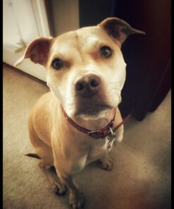 GREENIES Regular Natural Dog Dental Care Chews Oral Health Dog Treats Blueberry Flavor, 12 oz. Pack (12 Treats) 12 Ounce (Pack of 1) 27 71TxZJv fbL