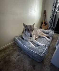 WNPETHOME Dog Beds for Extra Large Dogs, Washable, Bolster Sofa Bed with Waterproof Lining & Non-Skid Bottom, Orthopedic Egg Foam Couch for Pet Sleeping, Pet Bed 42.0"L x 30.0"W x 7.0"Th Grey 28 71Ty4FGG wL