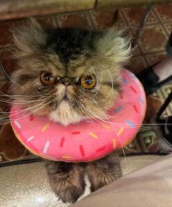 Royal Canin Persian Breed Adult Dry Cat Food, 7 lb bag 7 Pound (Pack of 1) 37 71Tzc5ULa5L