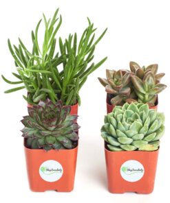 Shop Succulents Unique Succulent Plant Pack Collection - Live Mini Succulent Plants, Low Maintenance, Exceptional Colors & Textures - Wedding and Party Favors, Gift & Garden, Pack of 4 4-Pack Succulent Packs 24 71U1bHKuiLL
