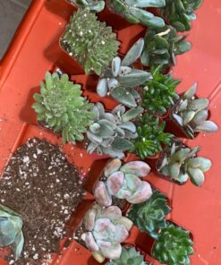 Succulents Plants Live (20PK) Potted Succulent Plants Live House Plants, Cactus Plants Live Plants Indoor Plants Live Houseplants, Indoor Plant Succulents Live Plant House Plant by Plants for Pets 20-PACK 60 71U2ewCZBjL