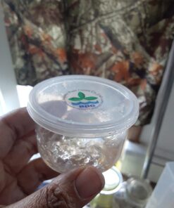 Staurogyne Repens Tissue Cultured - Foreground Aquarium Plant 59 71U5xhHhnFL