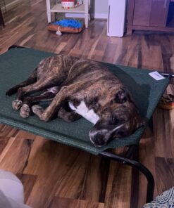 Coolaroo Gale Pacific The Original Cooling Elevated Dog Bed, Indoor and Outdoor, Large, Brunswick Green, 51.00" x 31.50" x 8.00" 51.0"L x 31.5"W x 8.0"Th 35 71UARH8DAZL