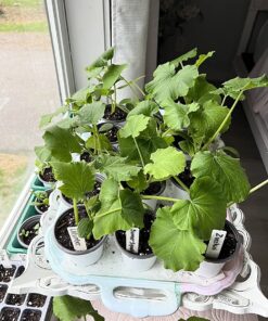 Certified Organic Vegetable Seeds for Planting Outdoors - 13 Seed Variety Pack of Veggie Heirloom Seeds Non GMO Organic Non Hybrid Open Pollinated for Home Garden - Tomato, Broccoli, Carrots, Fruit 36 71UAXrQ5ycL