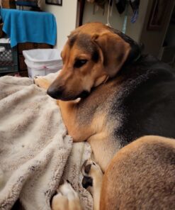 Activate II Flea and Tick Prevention for Dogs | 4 Count | Extra Large Dogs 55+ lbs | Topical Drops | 4 Months Flea Treatment 33 71UCUX7CDcL