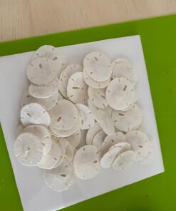 Tumbler Home Sand Dollars 50pcs - Under 1" Inch - Small Natural White Sand Dollar - Sea Shell for Crafts - Wedding Shells - Bulk Sand Dollars 36 71UCn5eV5L