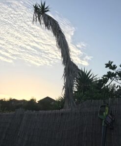 Sun Joe SWJ800E 8-Inch 6.5-Amp Telescoping Electric Pole Chain Saw with Automatic Chain Lubrication System Pole Saw 8-Inch Bar/Chain 8.7' Max. Extension 53 71UF7k1p9bL