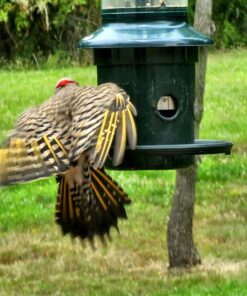 Lyric Fine Tunes Wild Bird Seed - No Waste Bird Food Mix - Attracts Bluebirds, Finches, Chickadees & More - 15 lb. Bag 15.00 Pound (Pack of 1) Seed Mix 33 71UHaZTjUPL