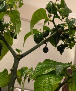 General Hydroponics MaxiGro Plant Food For Vigorous Growth, 2.2 lb 66 71UIgzO2AZL