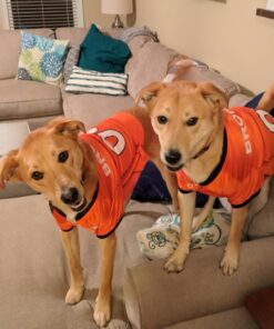 NFL Denver Broncos Dog Jersey, Size: X-Large. Best Football Jersey Costume for Dogs & Cats. Licensed Jersey Shirt 31 71UJlrD2kBL