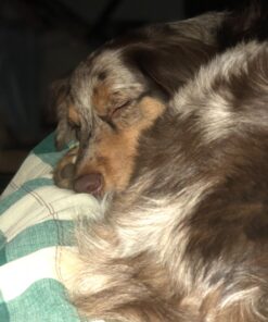 Adams Plus Flea & Tick Shampoo with Precor for Cats, Kittens, Dogs & Puppies Over 12 Weeks Of Age Sensitive Skin Flea Treatment | Kills Adult Fleas, Flea Eggs, Ticks, and Lice 12 Ounces Shampoo Only 45 71UKELesJXL 1